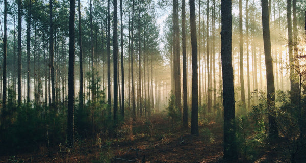Backpacking list for the Scandinavian woods